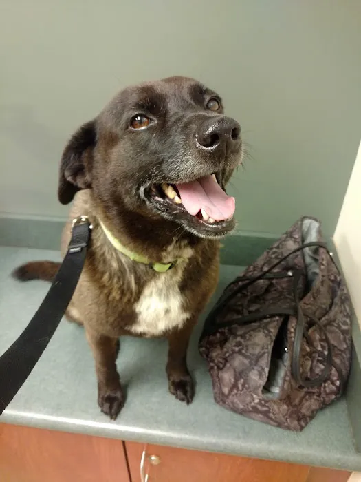 Ozark Veterinary Clinic Picture 9