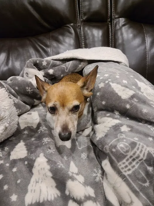 Ozark Veterinary Clinic Picture 10