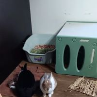 Ketchem Rebecca DVM ico