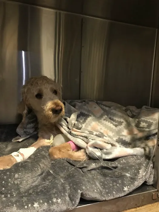 Animal Clinic of the Ozarks Picture 4