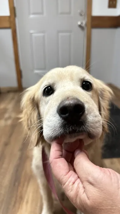 Animal Clinic of the Ozarks Picture 3