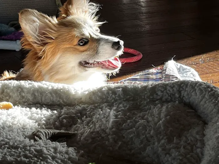 Animal Clinic of the Ozarks Picture 2