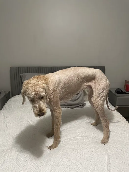 Animal Clinic of the Ozarks Picture 7