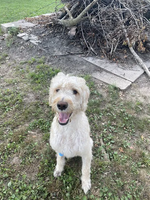 Animal Clinic of the Ozarks Picture 9