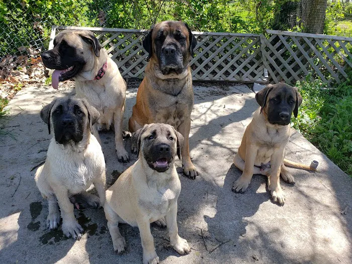 Animal Clinic of the Ozarks Picture 10