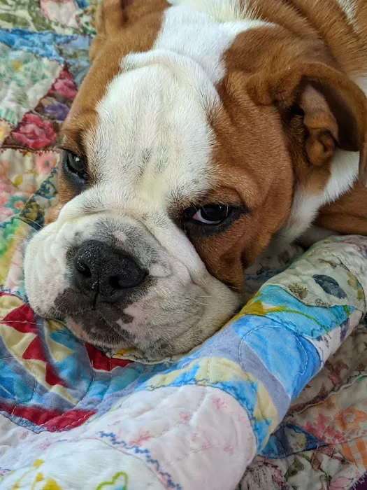 Banfield Pet Hospital Picture 1