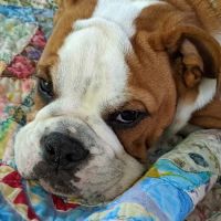 Banfield Pet Hospital ico