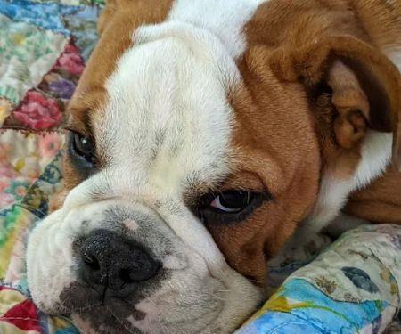 Banfield Pet Hospital