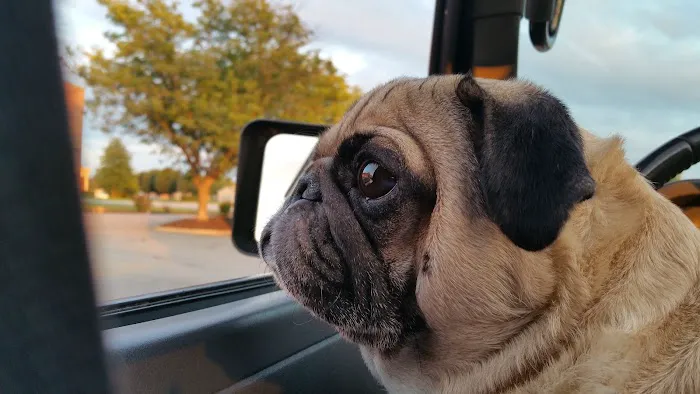 Banfield Pet Hospital Picture 2