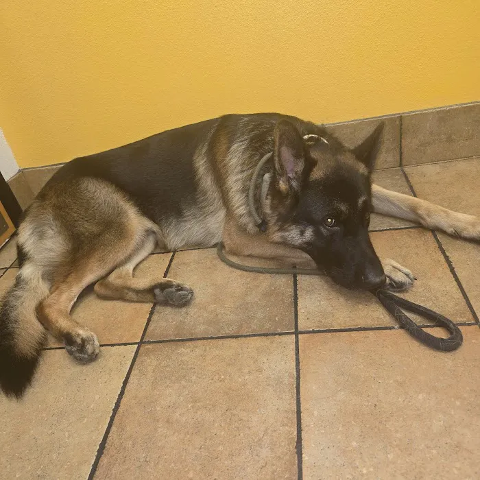 Banfield Pet Hospital Picture 5