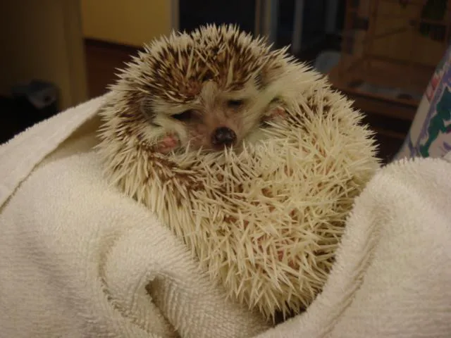 Animal Care Center Picture 3