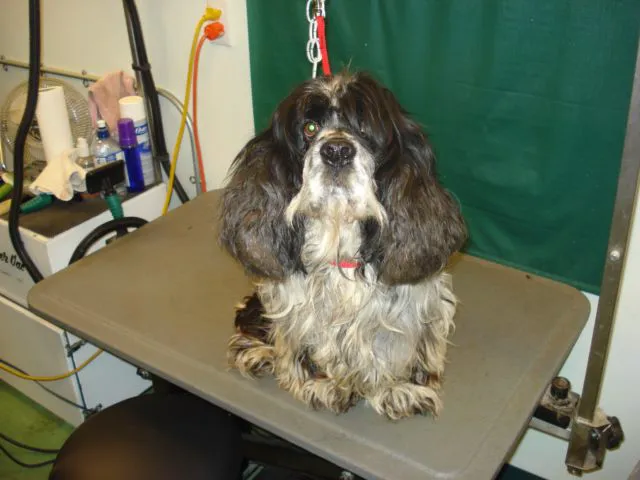 Animal Care Center Picture 9