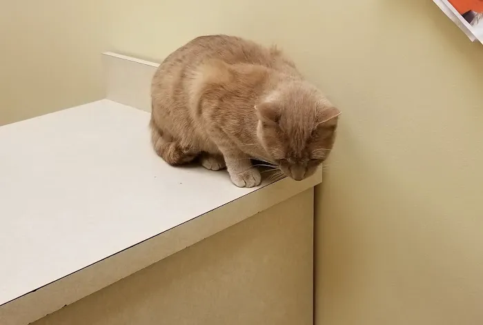 Animal Care Center Picture 6