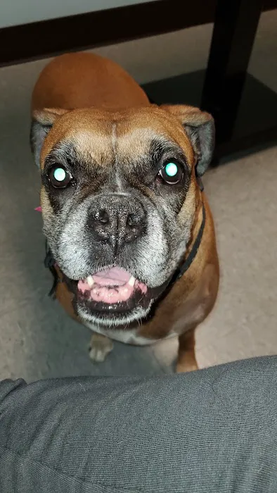 Route 66 Pet Clinic Picture 3