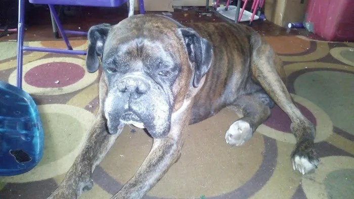 Route 66 Pet Clinic Picture 1