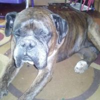 Route 66 Pet Clinic ico