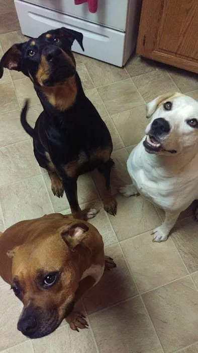 Route 66 Pet Clinic Picture 7