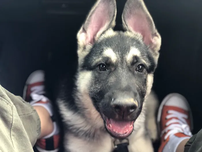 Route 66 Pet Clinic Picture 5