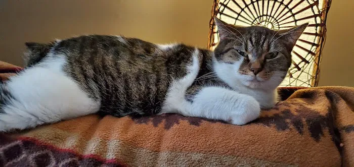 Route 66 Pet Clinic Picture 8