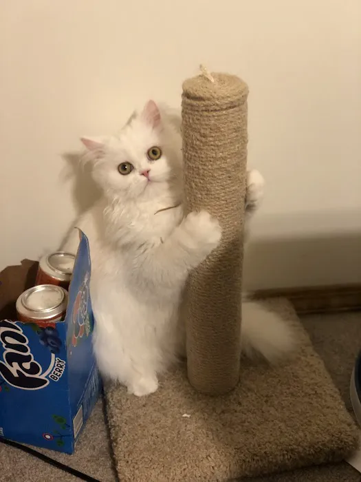 Route 66 Pet Clinic Picture 6