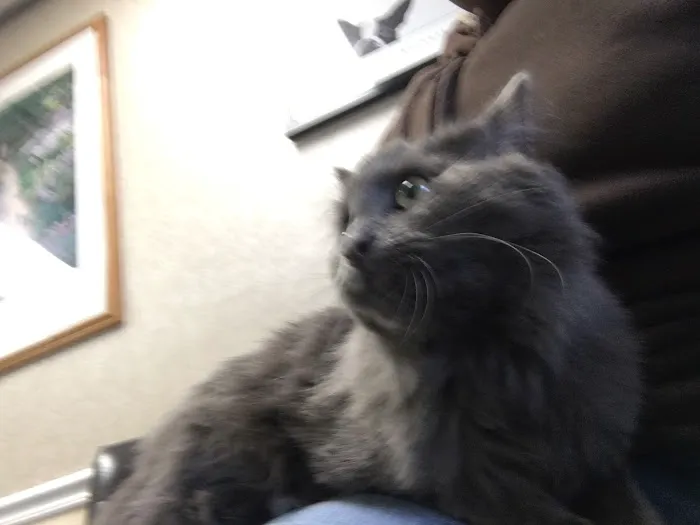 Route 66 Pet Clinic Picture 10