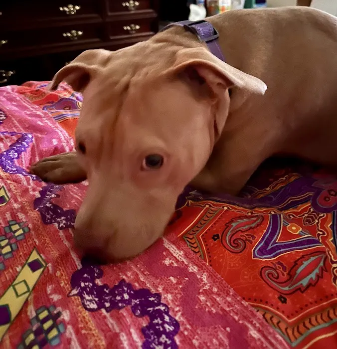 Grant Pet Hospital Picture 4