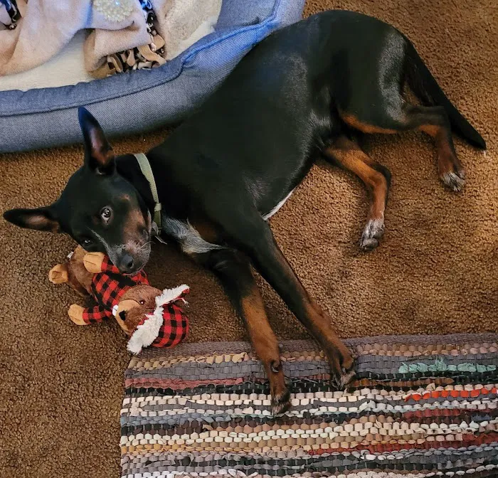 Grant Pet Hospital Picture 3