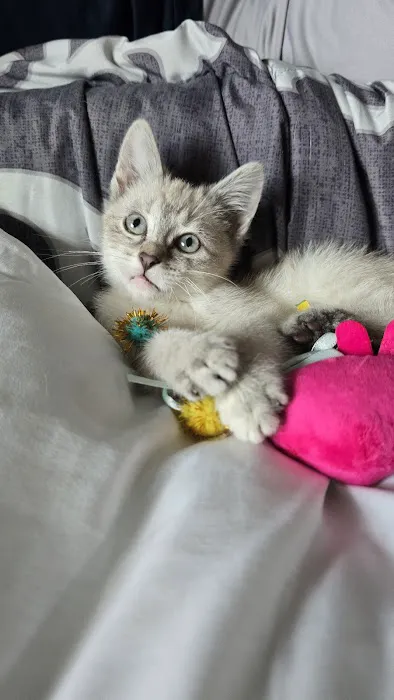 Wellsville Animal Hospital Picture 1