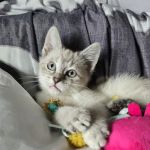 Wellsville Animal Hospital