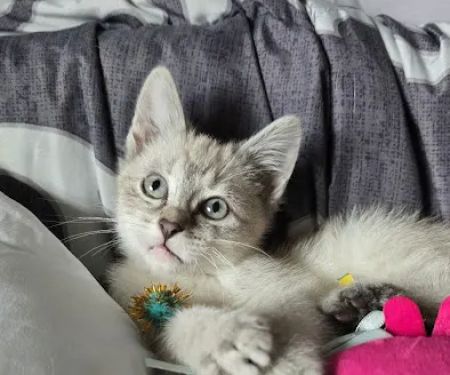 Wellsville Animal Hospital