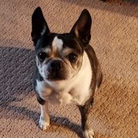 Cottonwood Animal Hospital ico