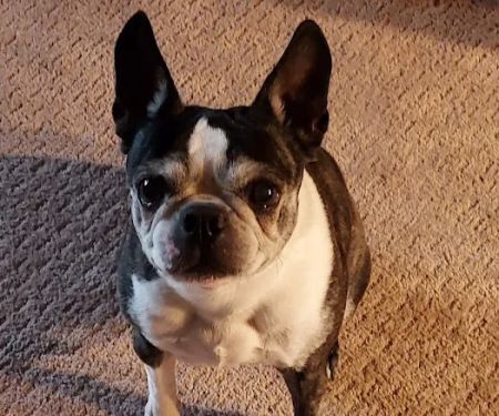 Cottonwood Animal Hospital