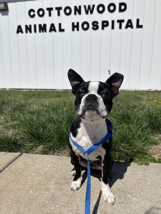 Cottonwood Animal Hospital Picture 2