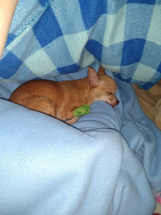 Cottonwood Animal Hospital Picture 8