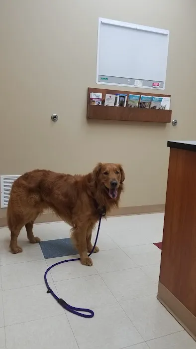 Cottonwood Animal Hospital Picture 4