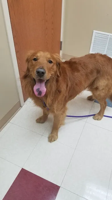 Cottonwood Animal Hospital Picture 6