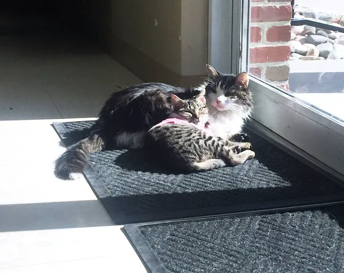 Cottonwood Animal Hospital Picture 10