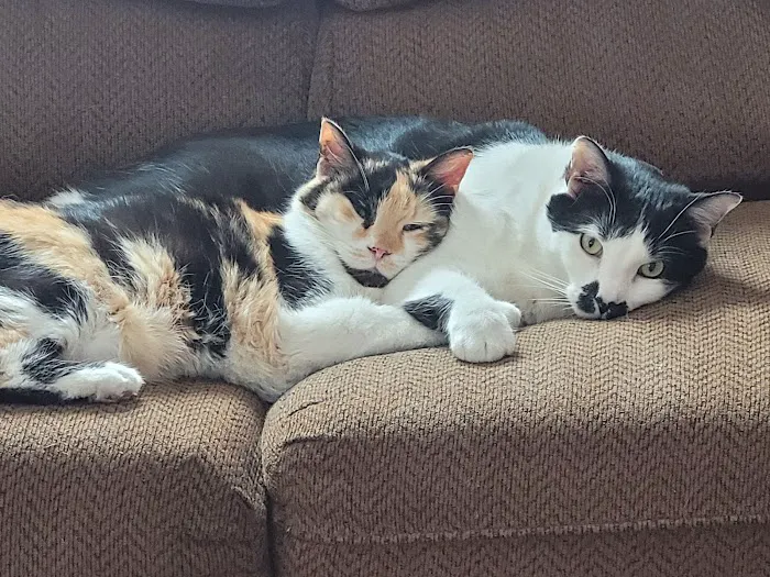 Central City Veterinary Clinic Picture 3