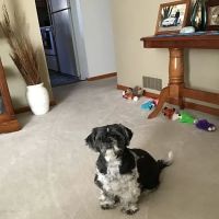 Companion's Choice Animal Hospital ico