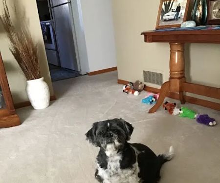 Companion's Choice Animal Hospital