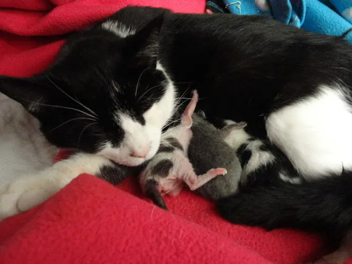 Companion's Choice Animal Hospital Picture 8