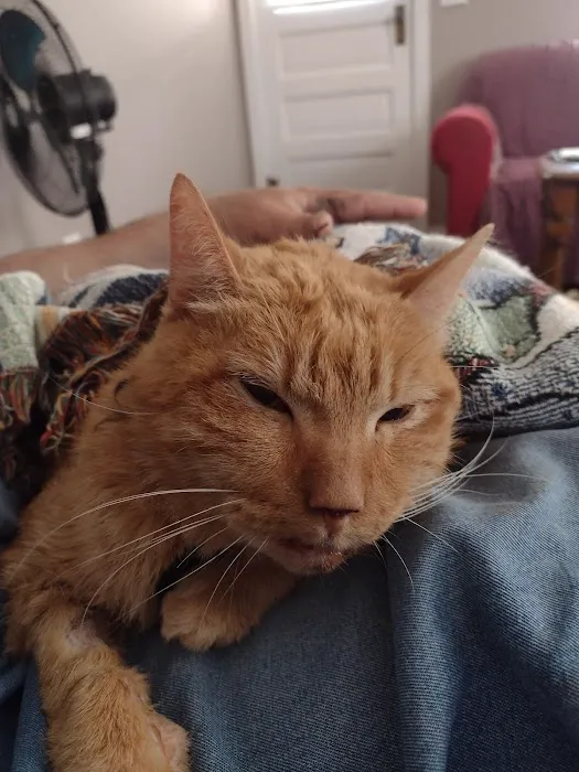 Companion's Choice Animal Hospital Picture 5