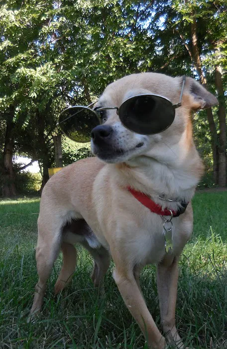 Companion's Choice Animal Hospital Picture 7