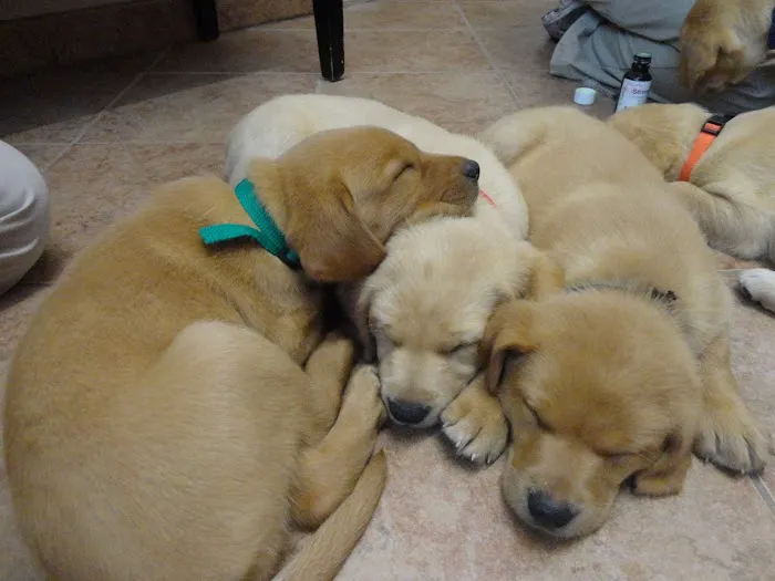 Companion's Choice Animal Hospital Picture 10