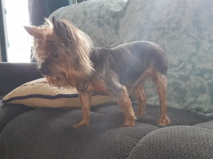 Animal Clinic of Hastings Picture 3