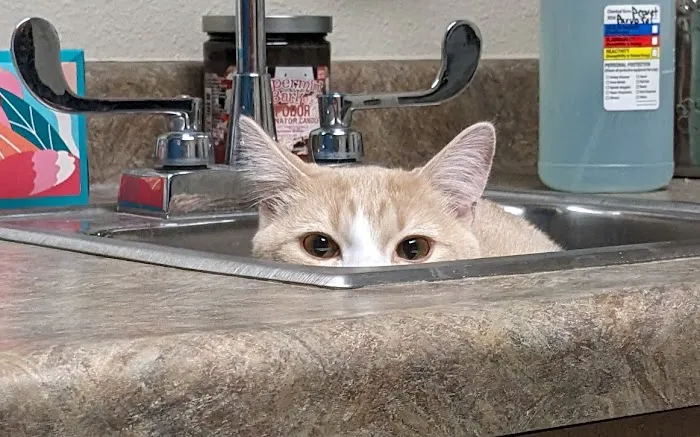 Animal Clinic of Hastings Picture 1