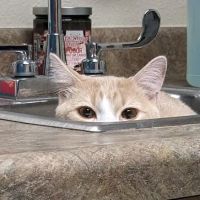 Animal Clinic of Hastings ico