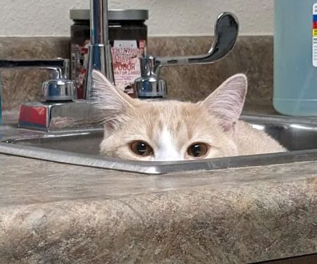 Animal Clinic of Hastings