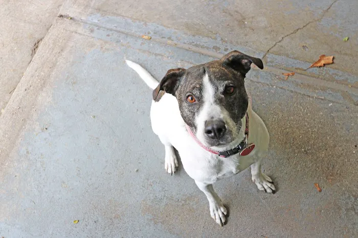 Animal Medical Clinic Picture 4