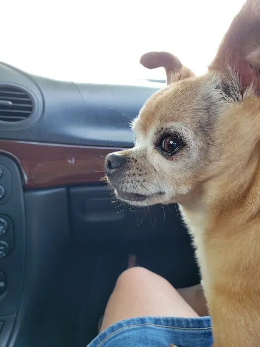 Animal Medical Clinic Picture 2